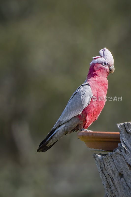 飞行杆(Eolophus roseicapilla)